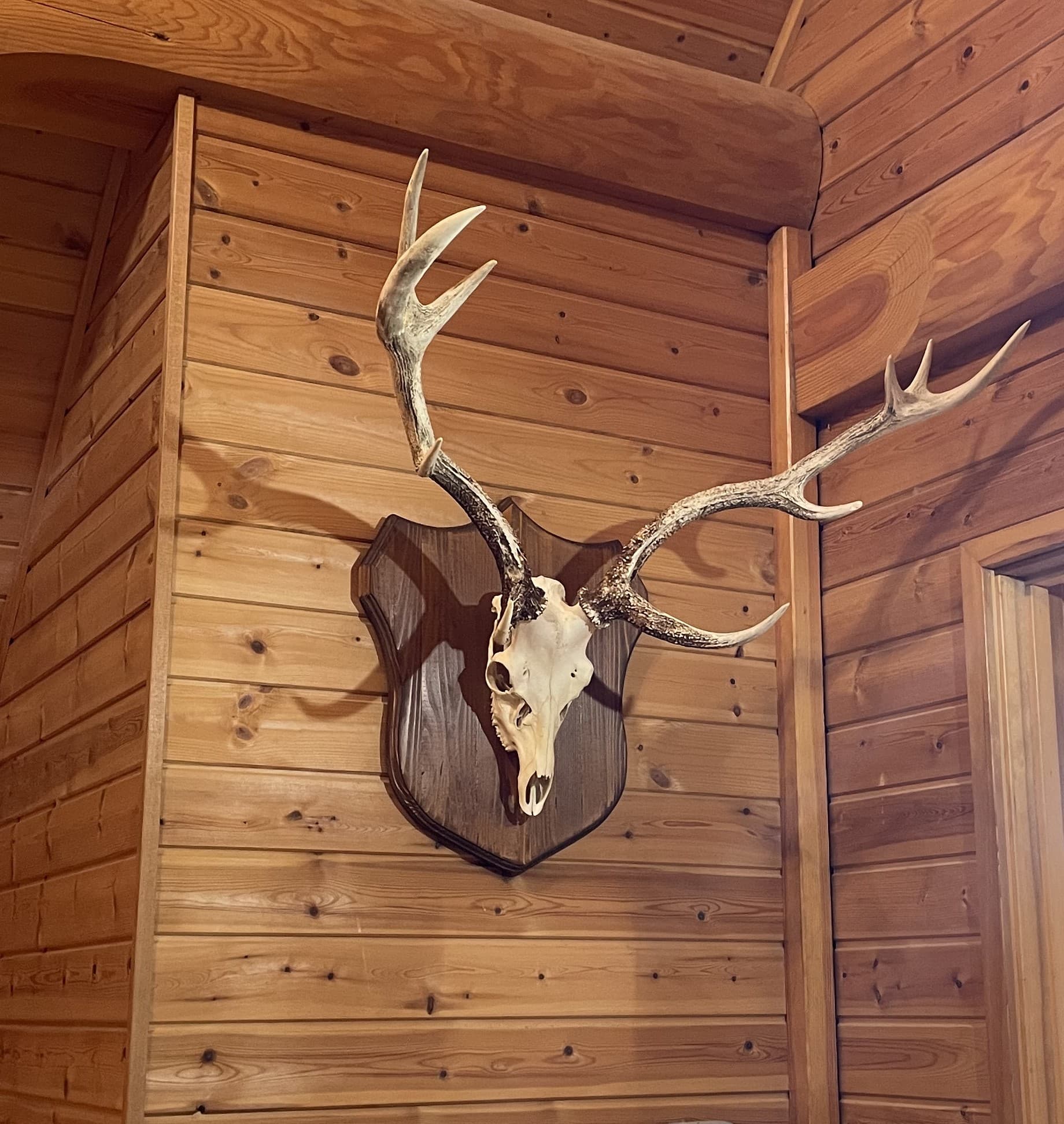 鹿の角のオブジェ